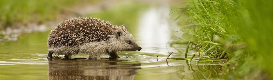 Igel läuft über die Strasse
