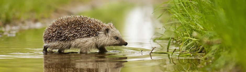 Igel, Strasse, Gefahr, WWF, Schutz, Umwelt, Natur Igel läuft über die Strasse
