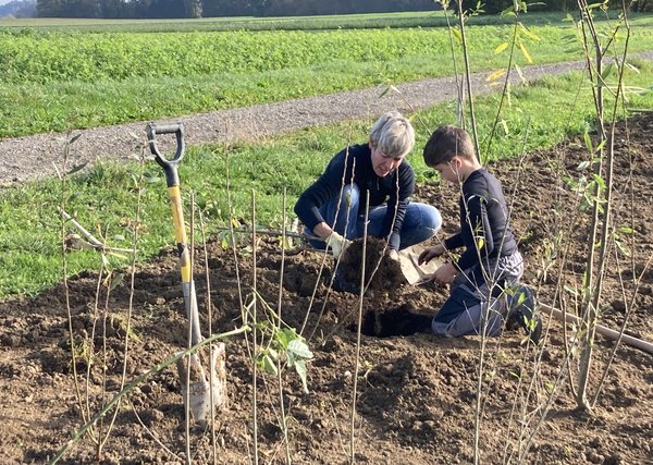 Zwei Personen pflanzen eine Hecke.