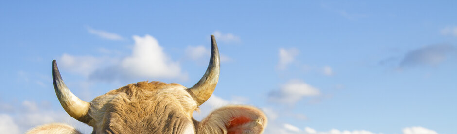 Kuh Es sind im Vordergrund die Hörner einer Kuh vor einem leicht bewölkten Himmel zu erkennen.