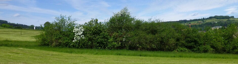 von rechts im Bild zieht sich nach links eine hohe, wilde Hecke, welche den blauen Himmel von der Wiese trennt.