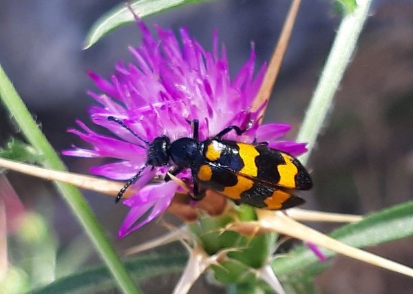 Ein schwarz, gelb gestreifter Ölkäfer sitzt auf einer violetten Flockenblume.