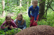 Im Wald kreuchts und fleuchts.