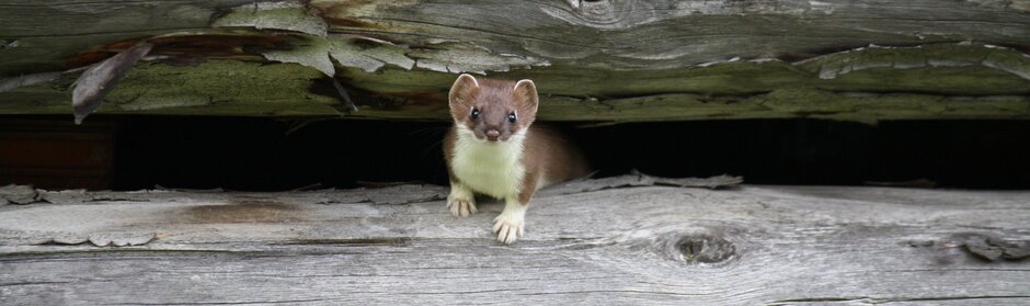 Ein kleines Hermelinwiesel guckt zwischen zwei waagrechten, übereinanderliegenden Holzstämmen hervor