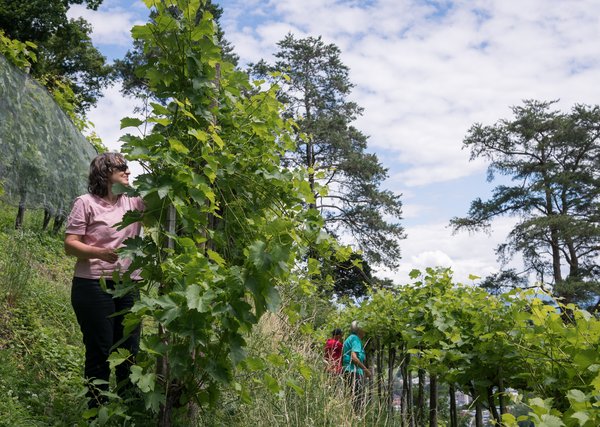 Eine freiwillige Natureinsatzhelfende beim Natur vebindet-Einsatz in einem Rebberg bei Thal
